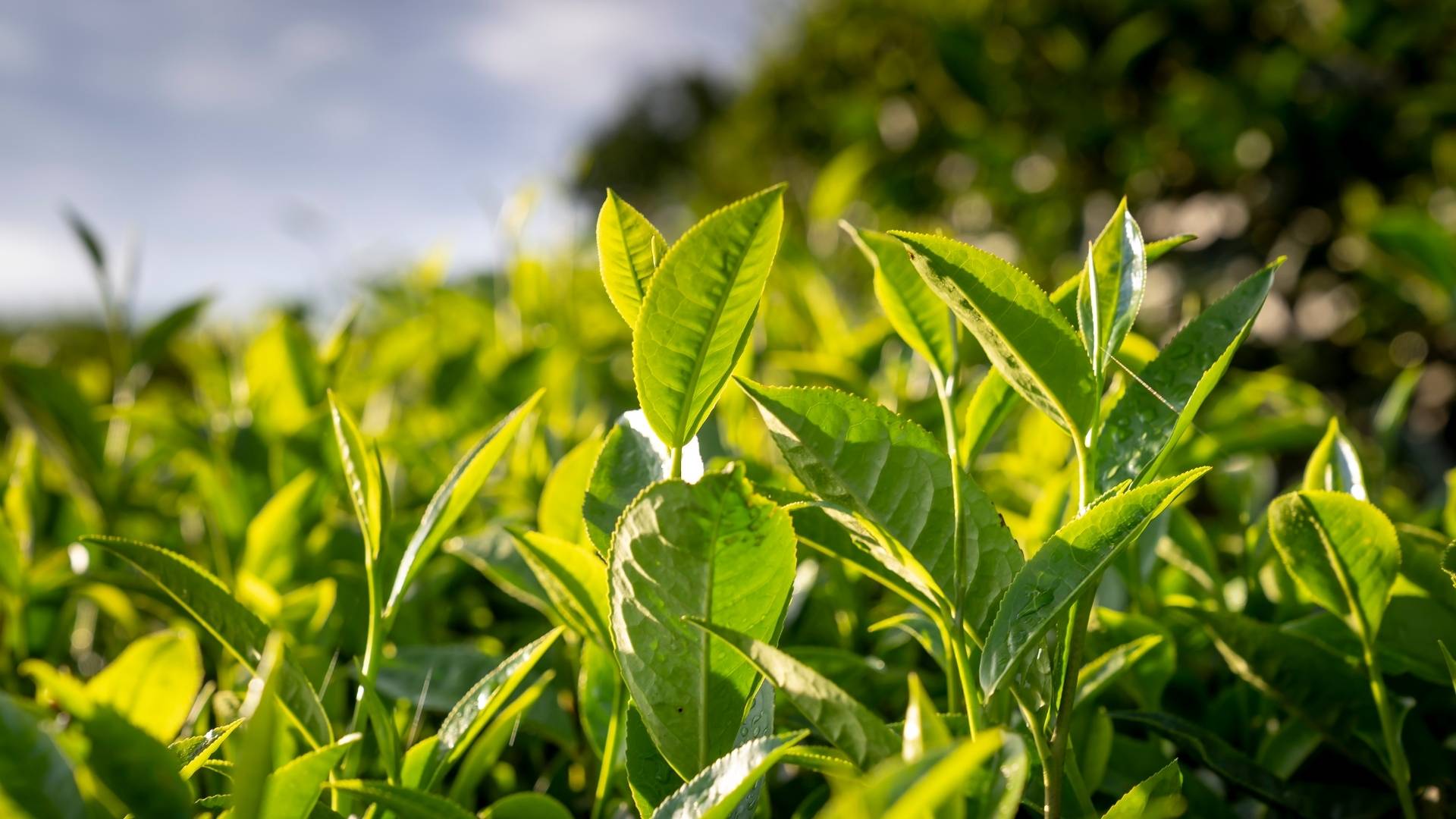 yasıl cay. Yaşıl çay 