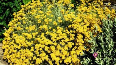 Solmaz çiçəyi. Xüsusiyyətləri və tibbdə istifadəsi | 2023