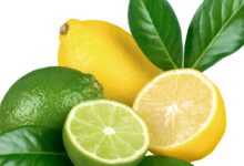 Limon